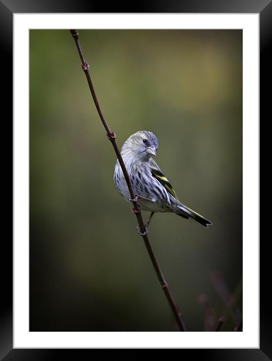 SISKIN #1 Framed Mounted Print by Anthony R Dudley (LRPS)