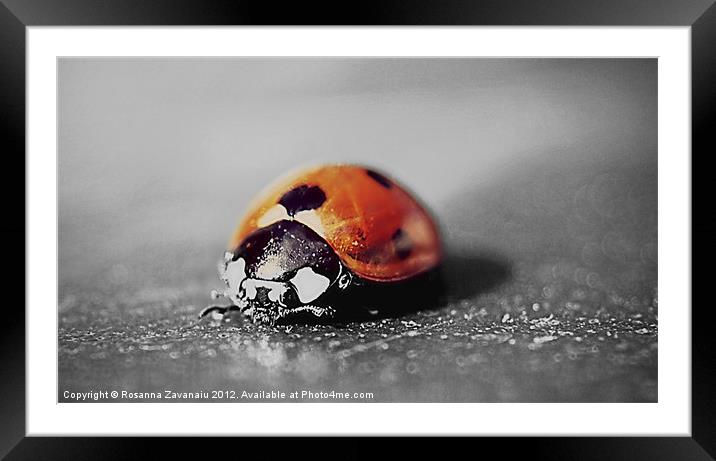 Ladybird black&white. Framed Mounted Print by Rosanna Zavanaiu