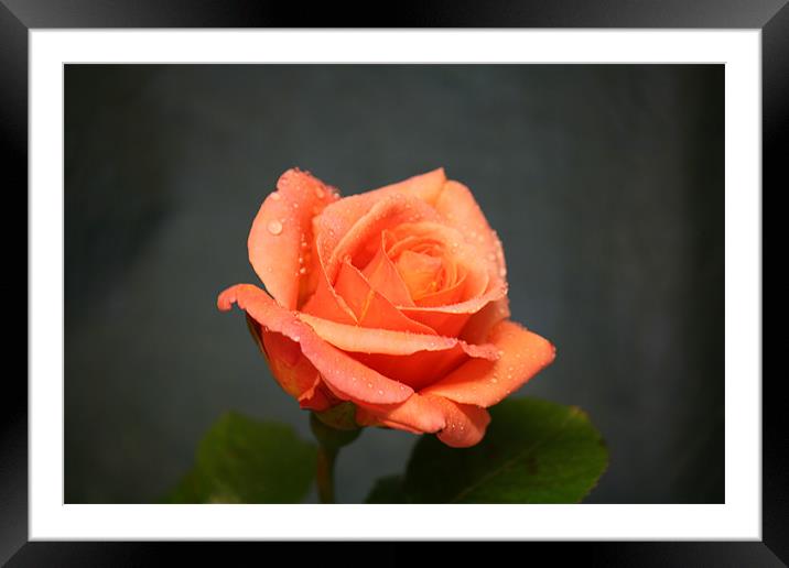 orange rose Framed Mounted Print by dennis brown