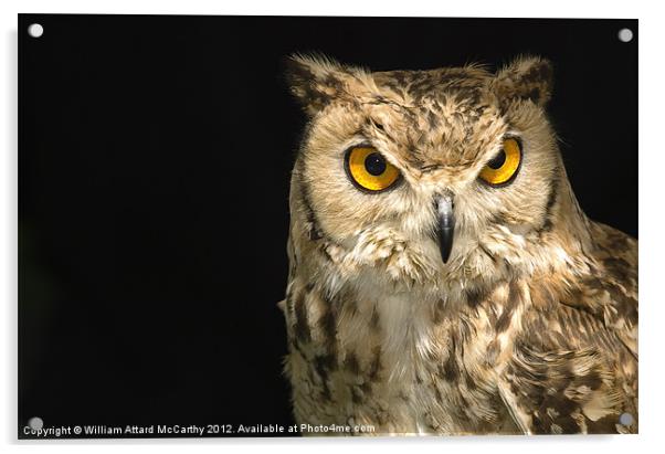 The Owl Acrylic by William AttardMcCarthy