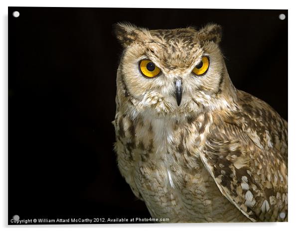 The Wise Owl Acrylic by William AttardMcCarthy