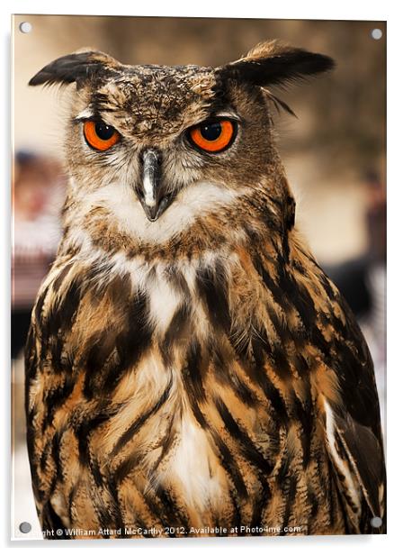 Eagle or Horned Owl Acrylic by William AttardMcCarthy