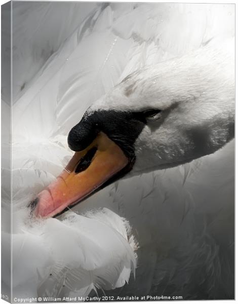 Titivating Swan Canvas Print by William AttardMcCarthy