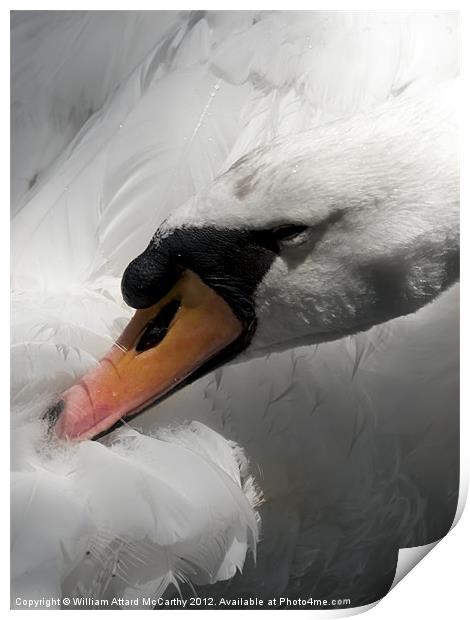 Titivating Swan Print by William AttardMcCarthy