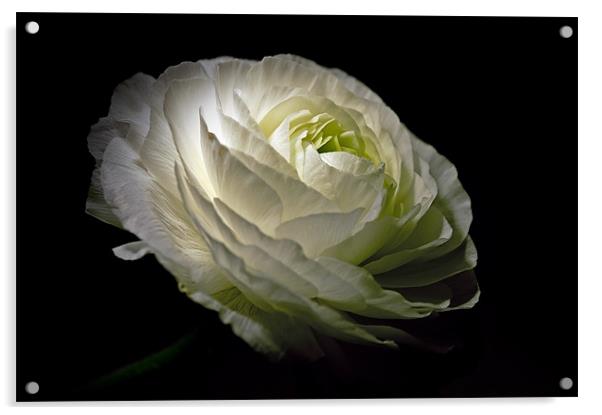 White Ranunculus Acrylic by Aj’s Images