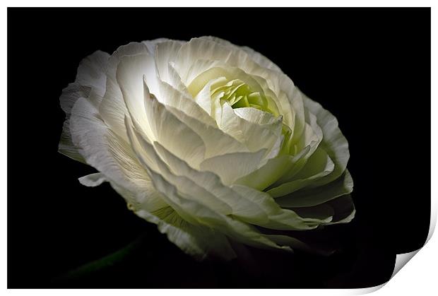 White Ranunculus Print by Aj’s Images