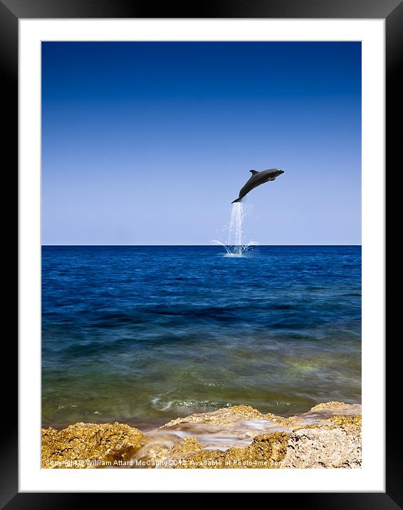 Flight of the Dolphin Framed Mounted Print by William AttardMcCarthy