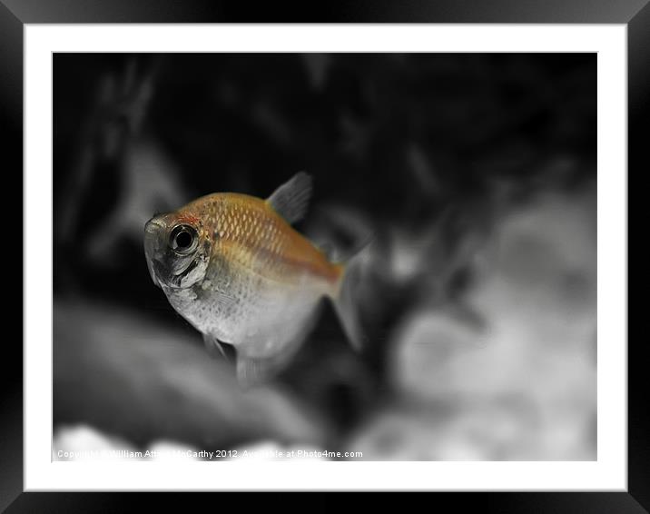 Freshwater Barb Framed Mounted Print by William AttardMcCarthy