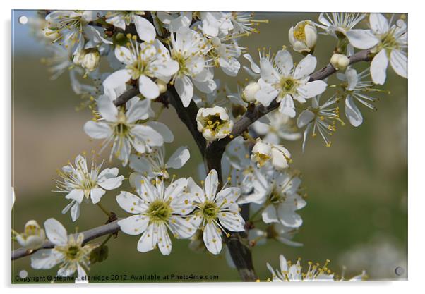 hawthorn blossom Acrylic by stephen clarridge