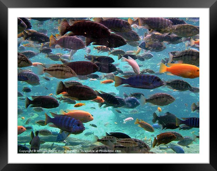 Tropical Fish Framed Mounted Print by William AttardMcCarthy