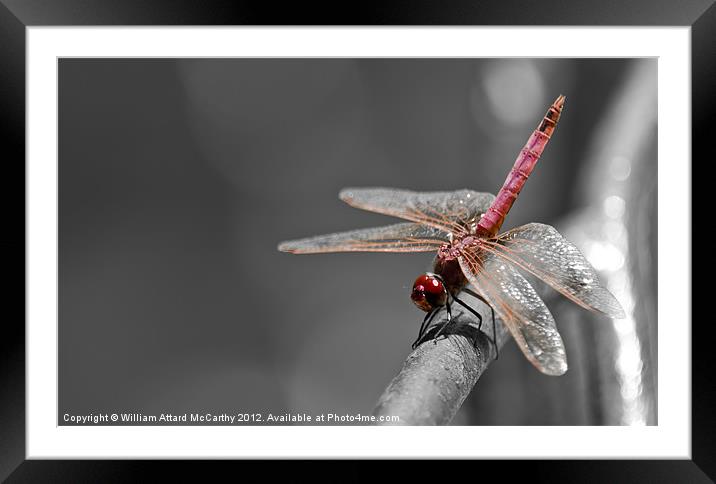 Sympetrum Fonscolombii Framed Mounted Print by William AttardMcCarthy