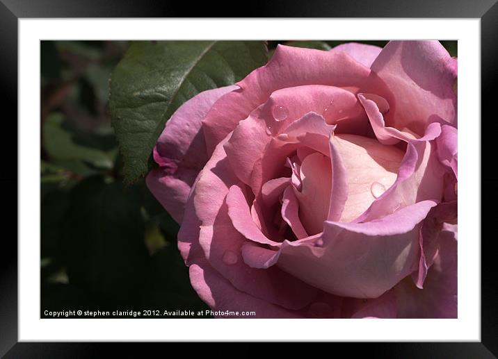 pink rose closeup Framed Mounted Print by stephen clarridge