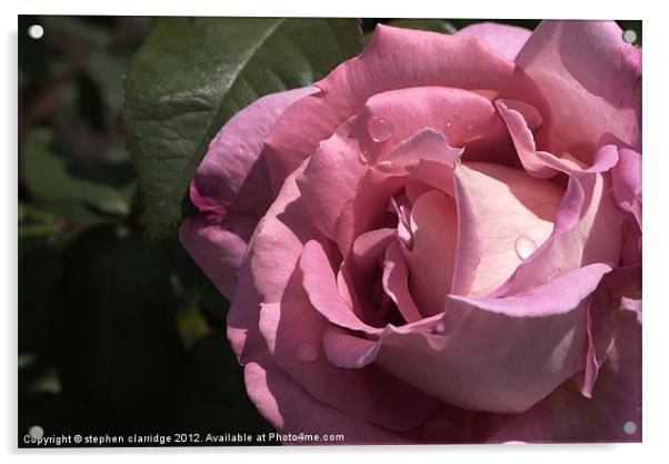 pink rose closeup Acrylic by stephen clarridge