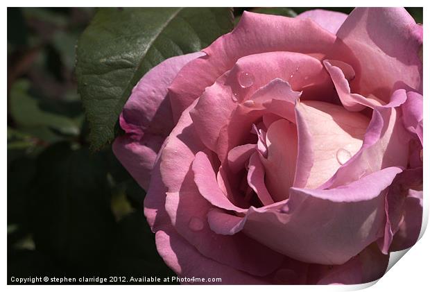 pink rose closeup Print by stephen clarridge