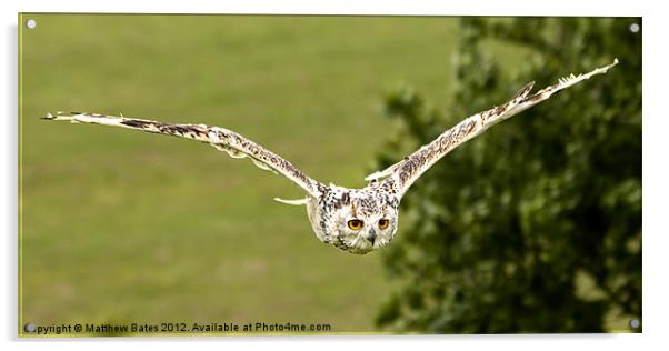 Eagle Owl. Acrylic by Matthew Bates