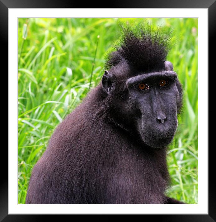 Sula wesi black crested macaque Framed Mounted Print by Julie Ormiston