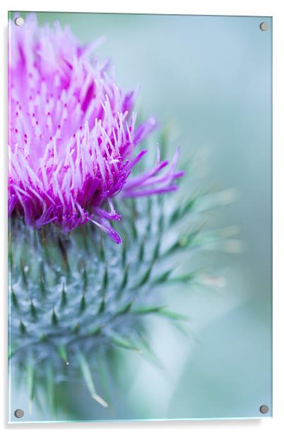 Thistle Acrylic by Ben Shirley
