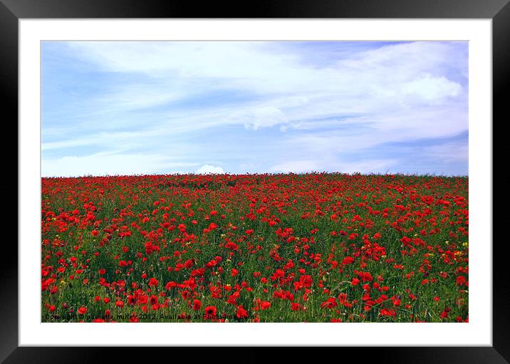 Red Poppy Field.Pembrokeshire. Framed Mounted Print by paulette hurley