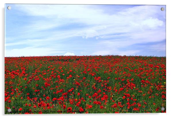 Red Poppy Field.Pembrokeshire. Acrylic by paulette hurley