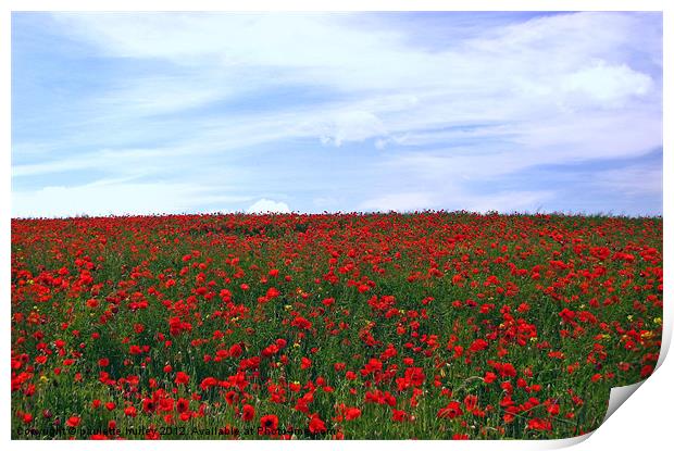 Red Poppy Field.Pembrokeshire. Print by paulette hurley
