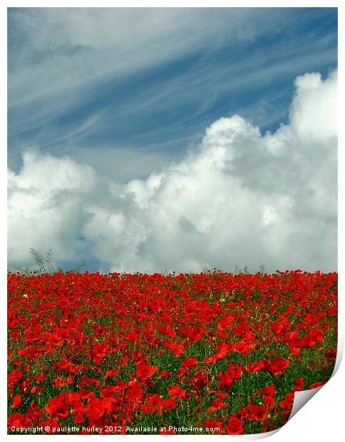 Poppy Field in Bloom.Pembrokeshire. Print by paulette hurley