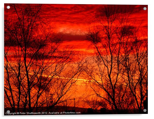 Fiery Trees Acrylic by Peter Shuttleworth
