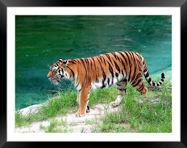 Tiger Prowl Framed Mounted Print by William AttardMcCarthy