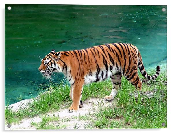 Tiger Prowl Acrylic by William AttardMcCarthy
