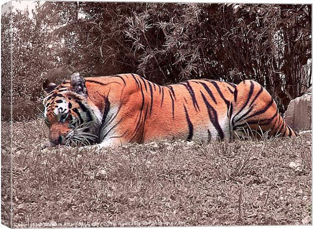 Crouching Tiger Canvas Print by William AttardMcCarthy