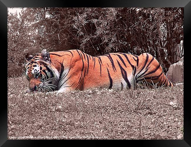 Crouching Tiger Framed Print by William AttardMcCarthy