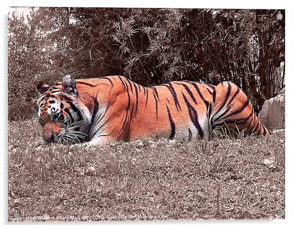 Crouching Tiger Acrylic by William AttardMcCarthy