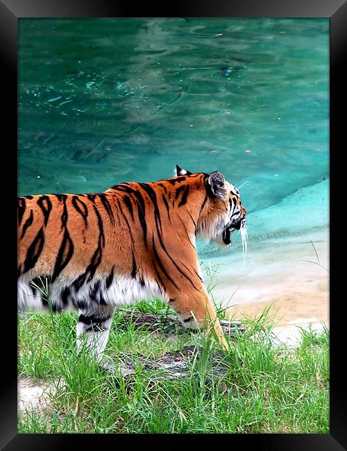Prowling Tiger Framed Print by William AttardMcCarthy