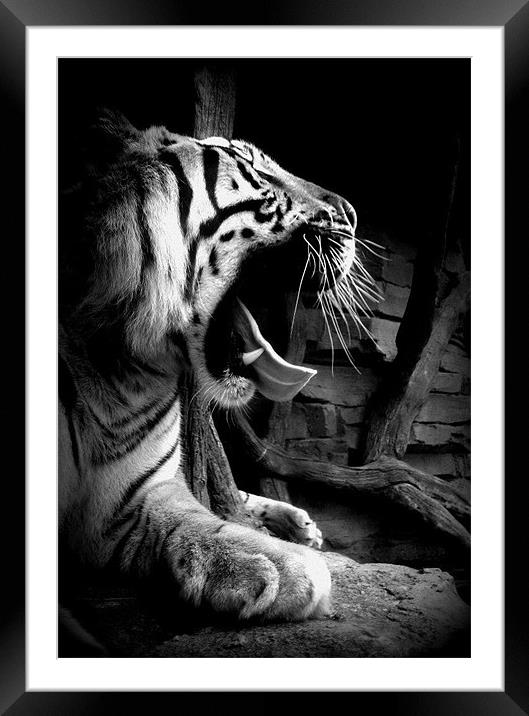 Sleepy Tiger Framed Mounted Print by Gemma Page