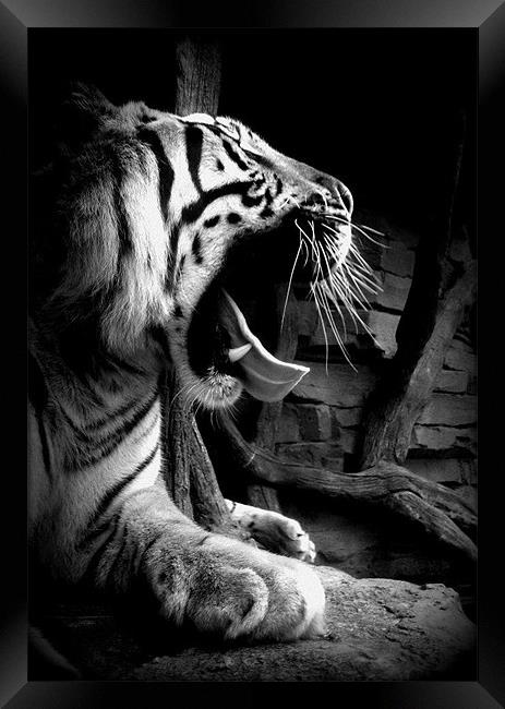 Sleepy Tiger Framed Print by Gemma Page