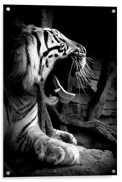 Sleepy Tiger Acrylic by Gemma Page