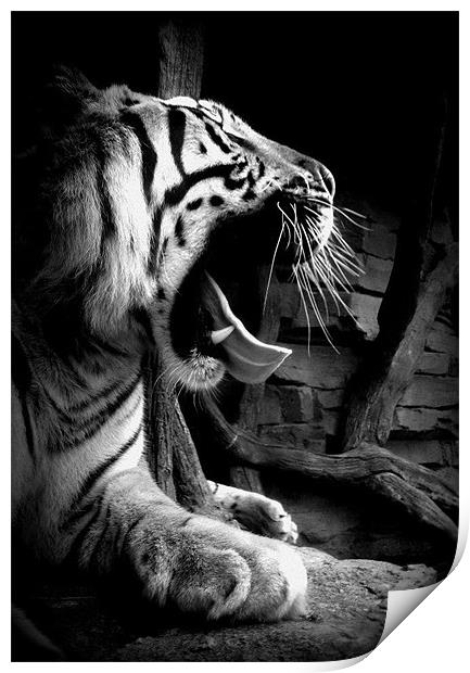 Sleepy Tiger Print by Gemma Page