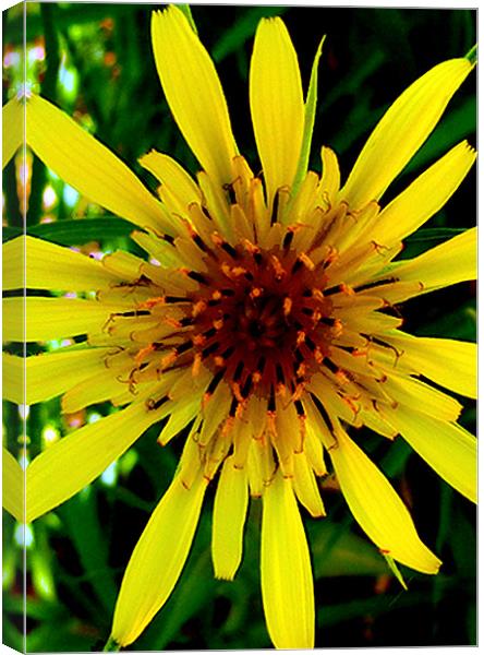 Yellow star weed Canvas Print by Barbara Schafer