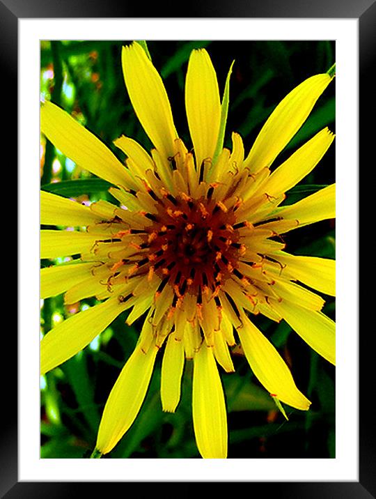 Yellow star weed Framed Mounted Print by Barbara Schafer