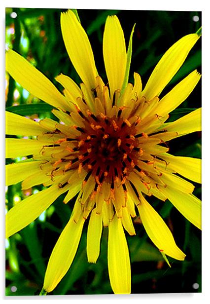 Yellow star weed Acrylic by Barbara Schafer
