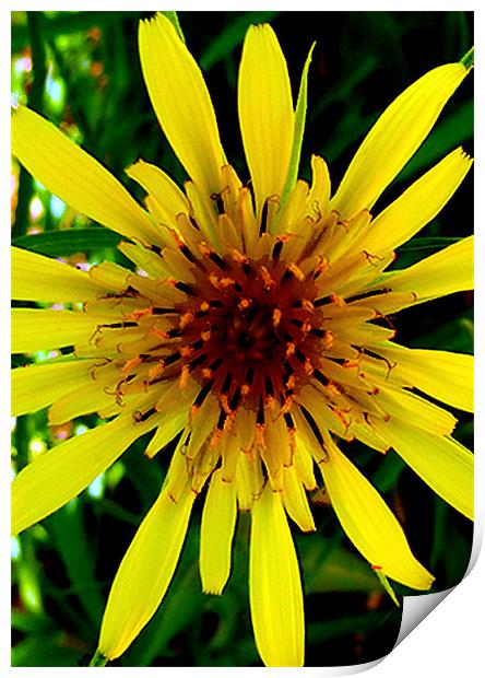 Yellow star weed Print by Barbara Schafer