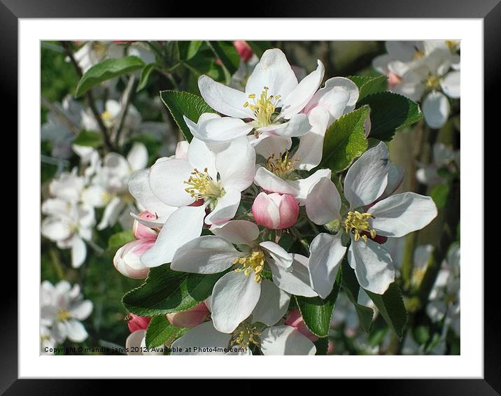 Apple Blossom Delight Framed Mounted Print by Mandie Jarvis