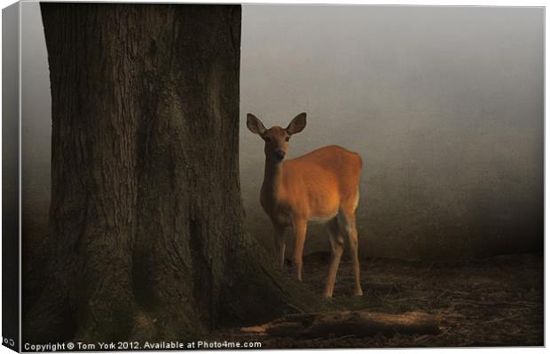 THE DEER AND THE TREE Canvas Print by Tom York