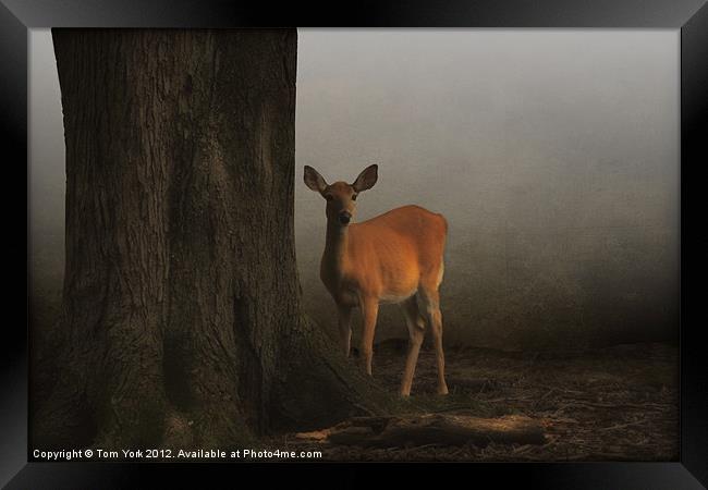THE DEER AND THE TREE Framed Print by Tom York