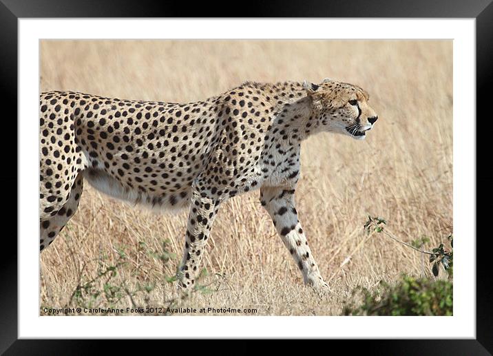 Cheetah Stepping Out Framed Mounted Print by Carole-Anne Fooks
