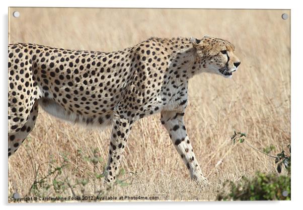Cheetah Stepping Out Acrylic by Carole-Anne Fooks