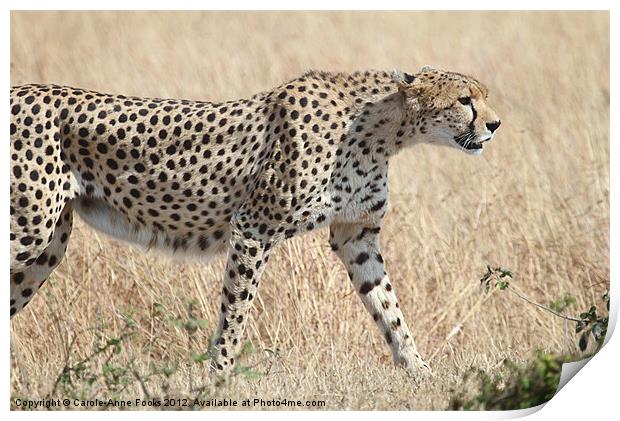 Cheetah Stepping Out Print by Carole-Anne Fooks