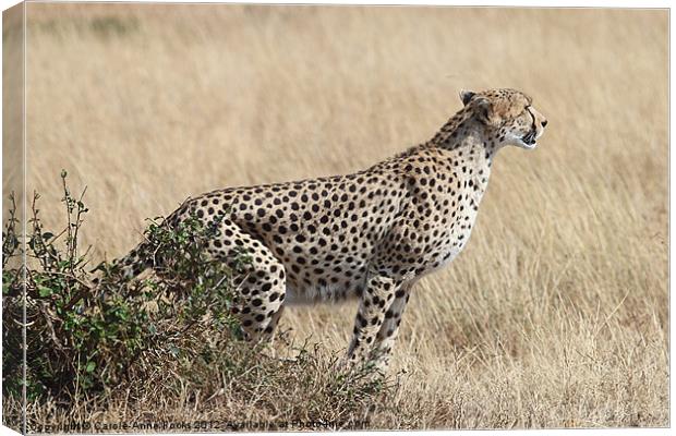 Cheetah Ready for the Off Canvas Print by Carole-Anne Fooks