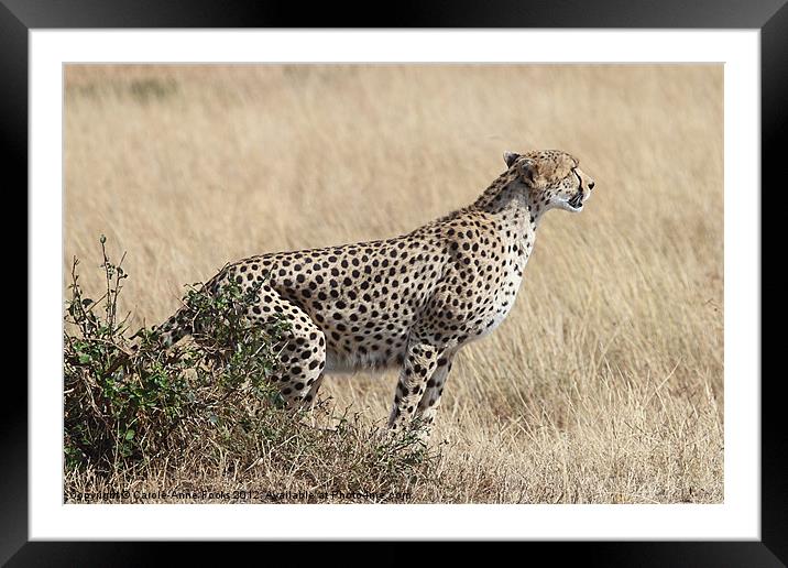 Cheetah Ready for the Off Framed Mounted Print by Carole-Anne Fooks