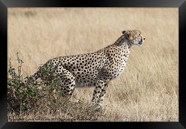 Cheetah Ready for the Off Framed Print by Carole-Anne Fooks