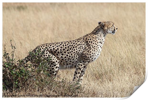 Cheetah Ready for the Off Print by Carole-Anne Fooks